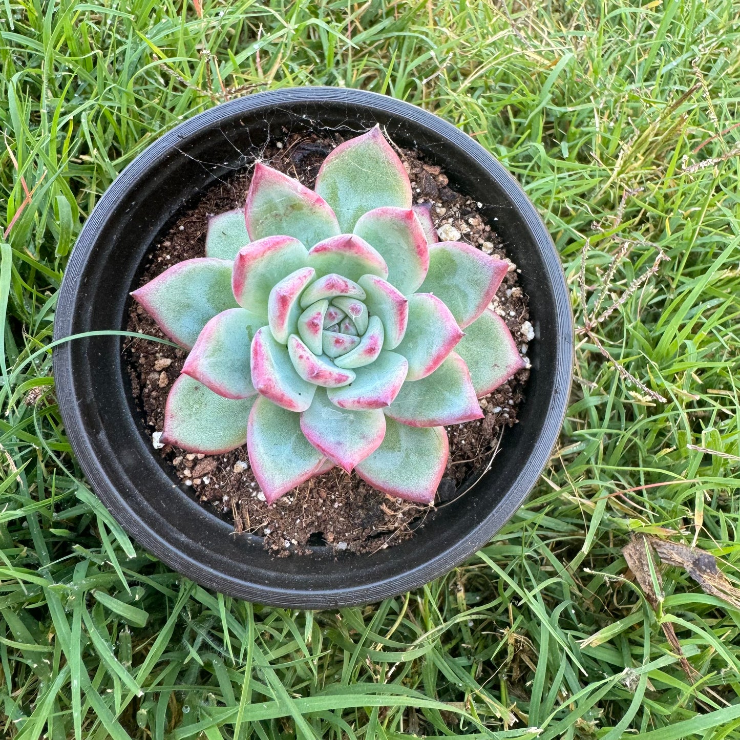 Echeveria 'Latam'