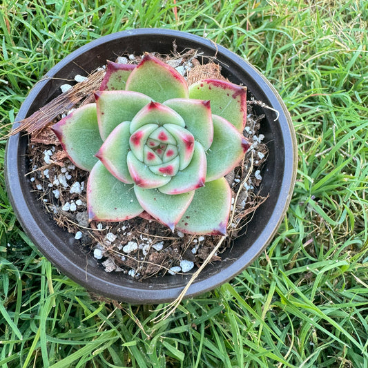 Echeveria Agavoides “Blue Dragon”