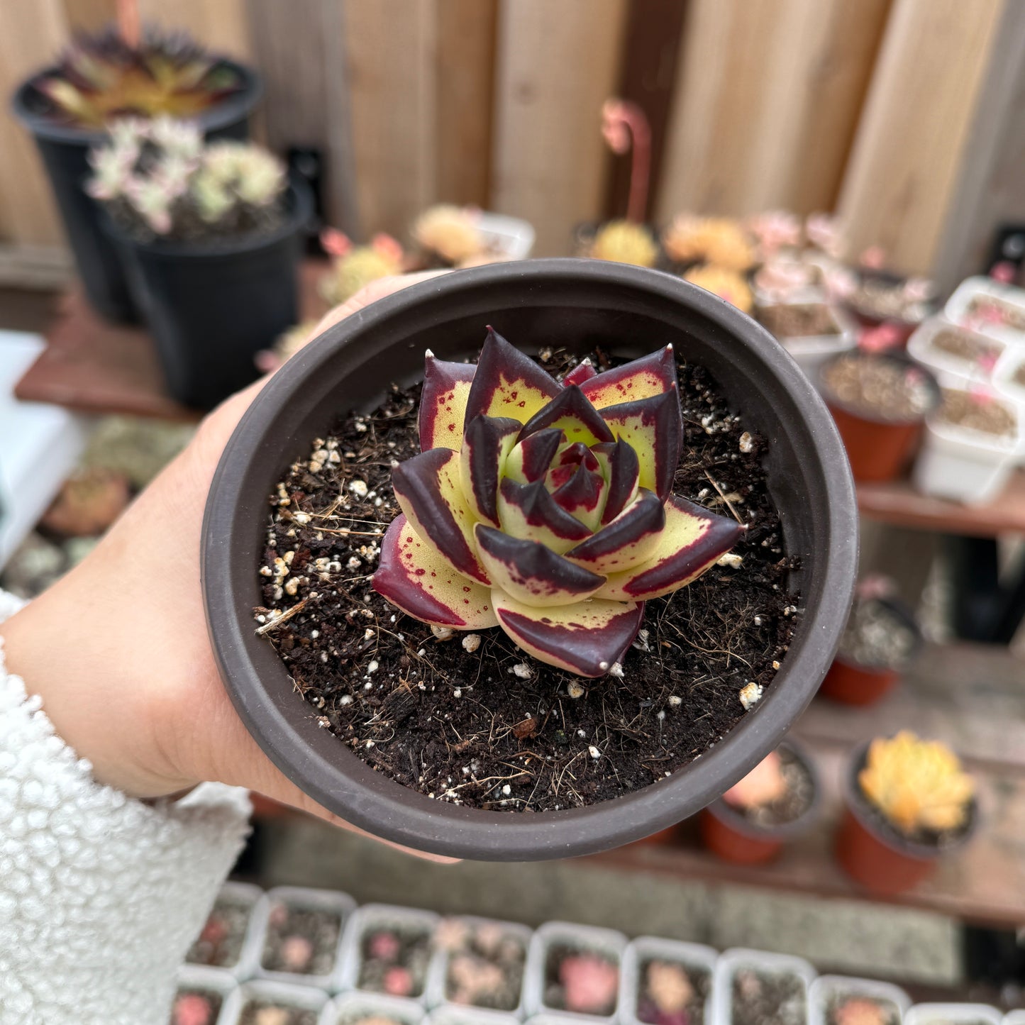 Echeveria Ebony