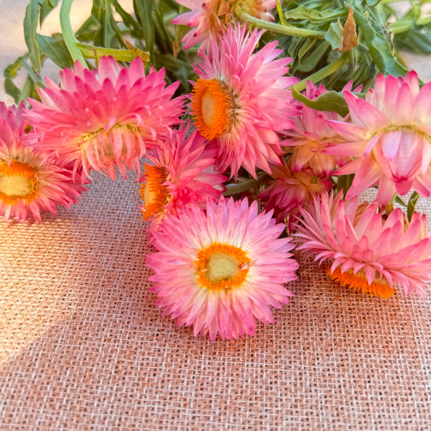 Strawflower Seedlings