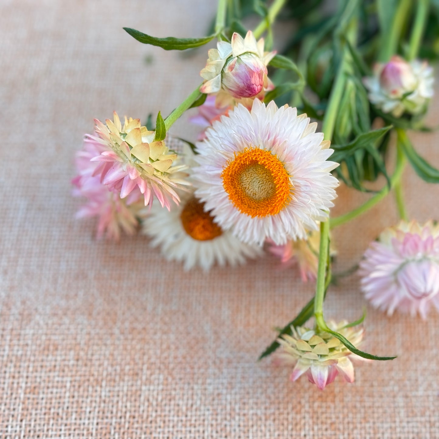 Strawflower Seedlings