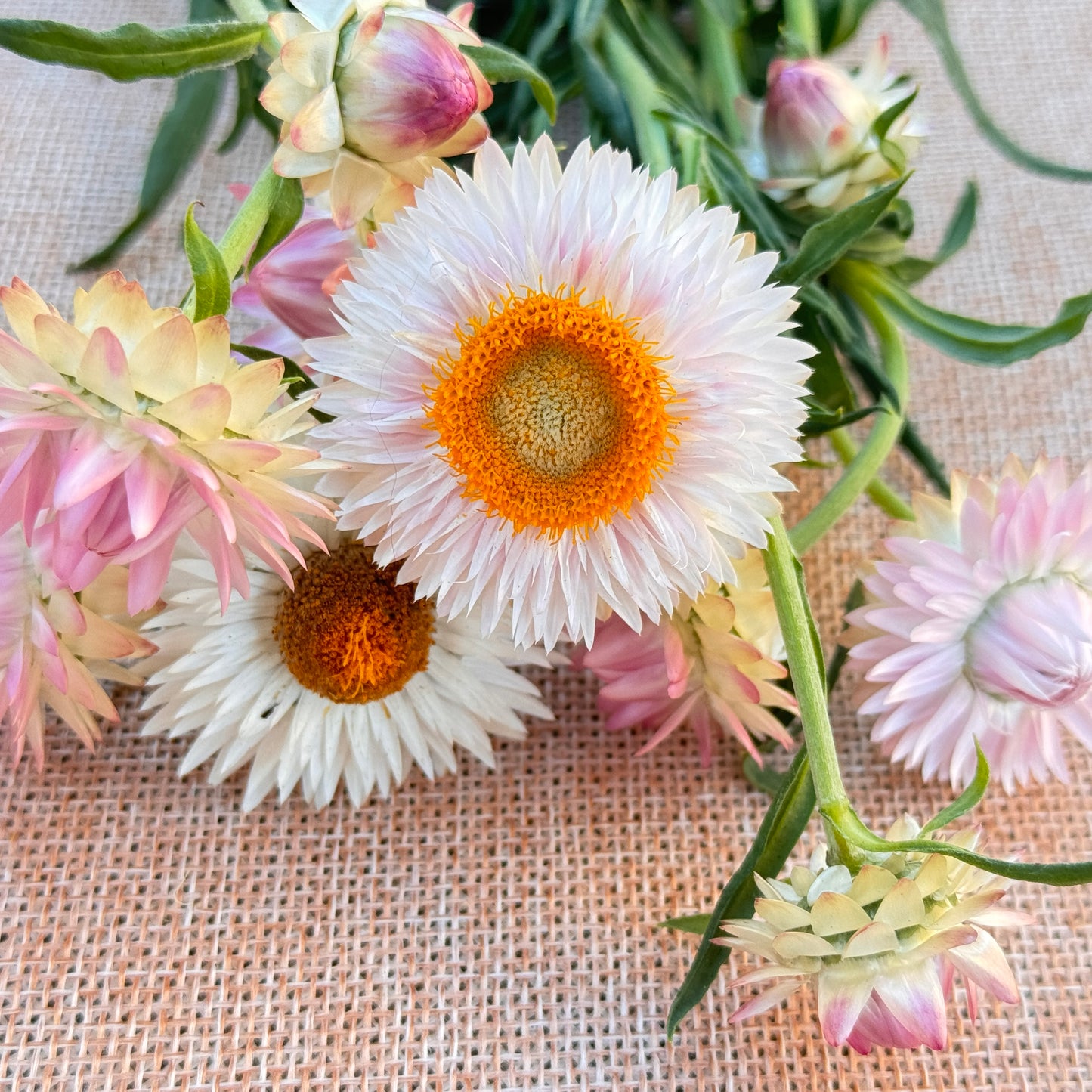 Strawflower Seedlings
