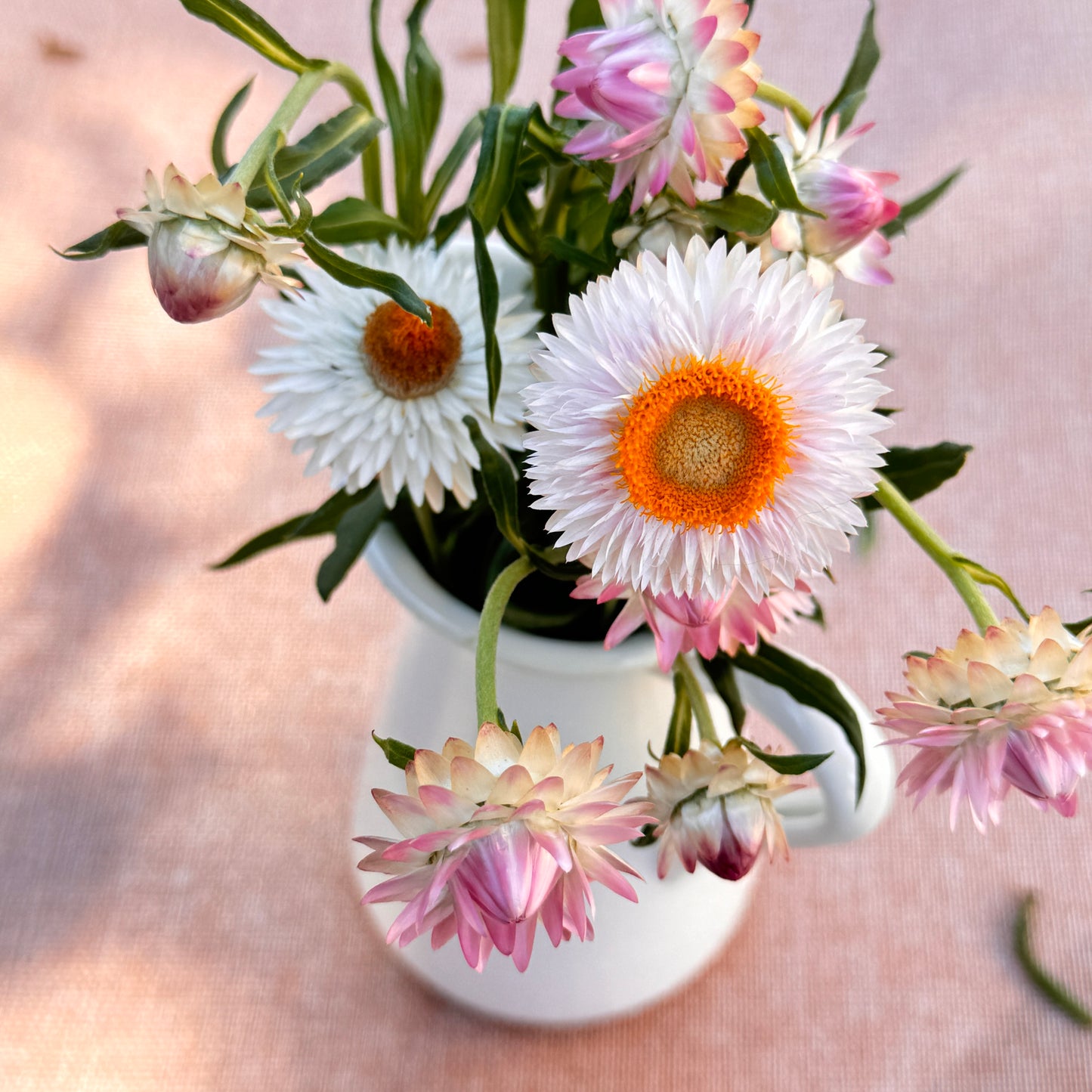 Strawflower Seedlings