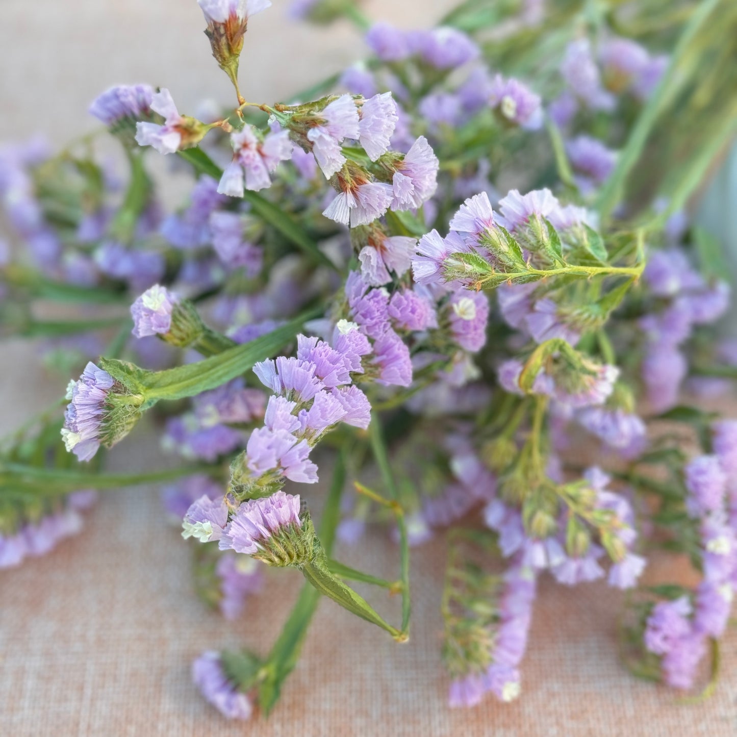 Statice Flower Seedlings