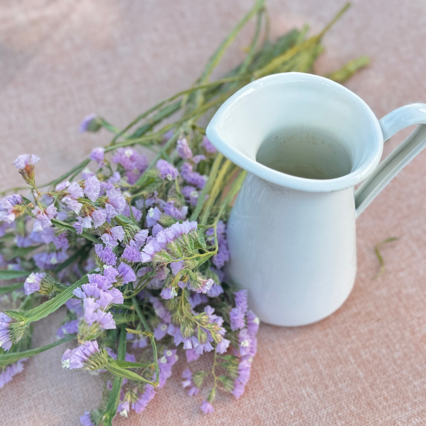 Statice Flower Seedlings