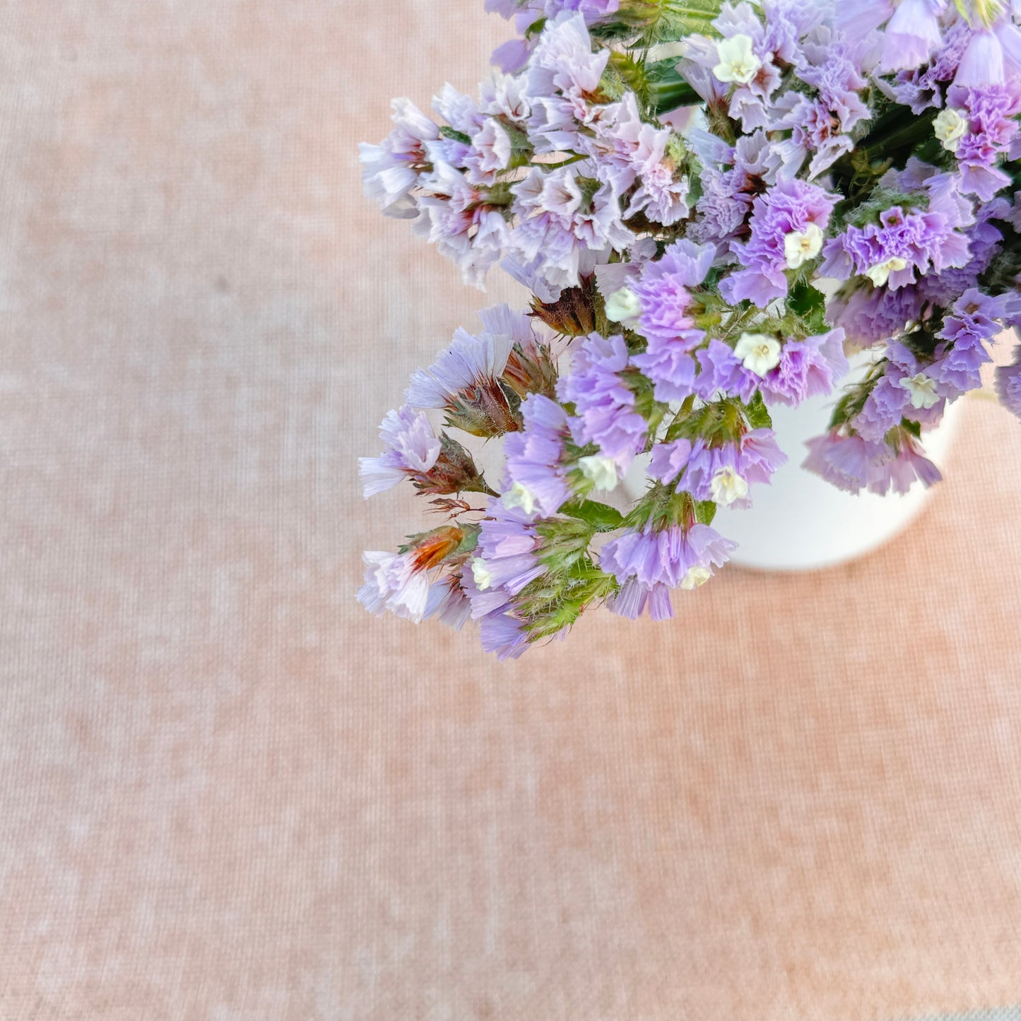 Statice Flower Seedlings
