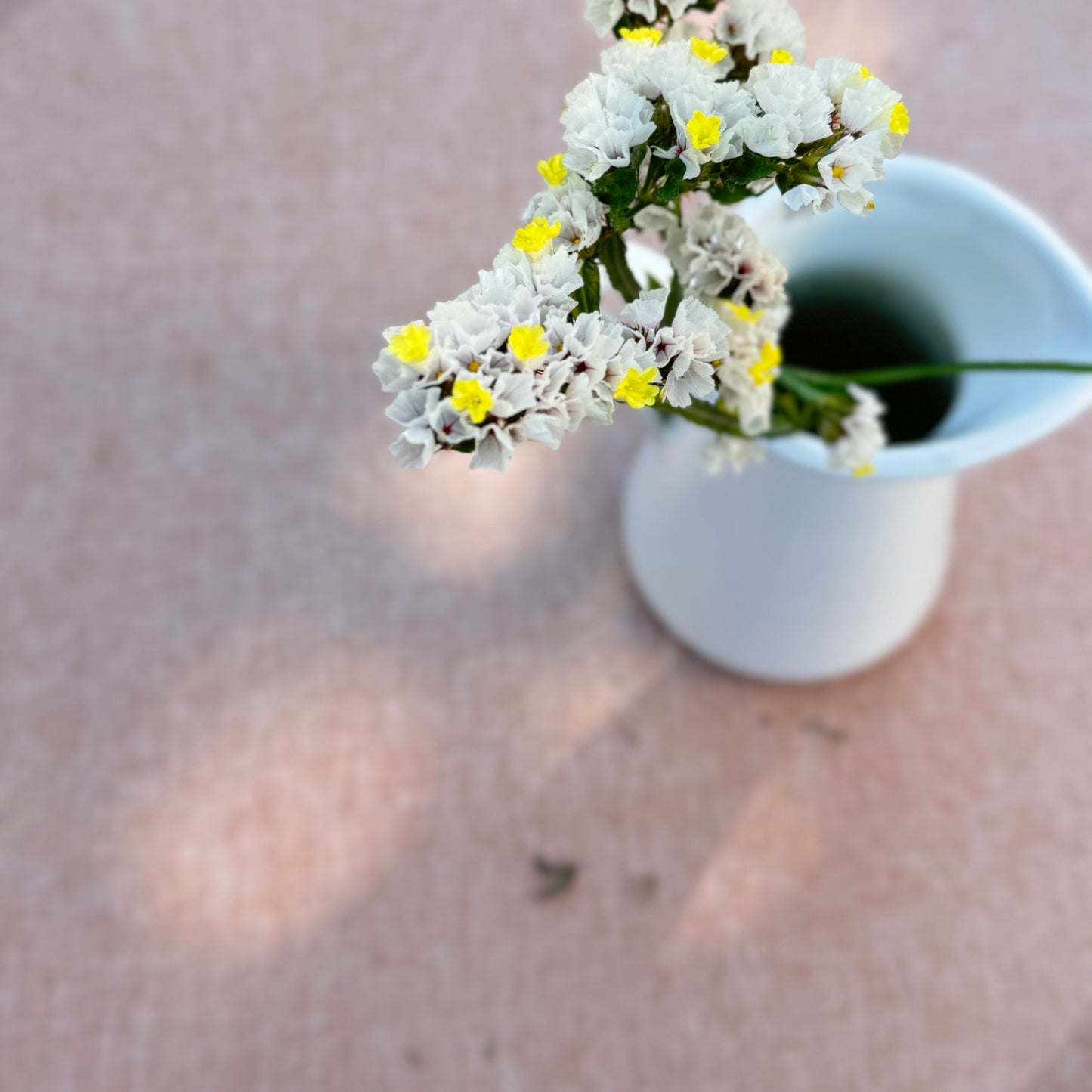 Statice Flower Seedlings