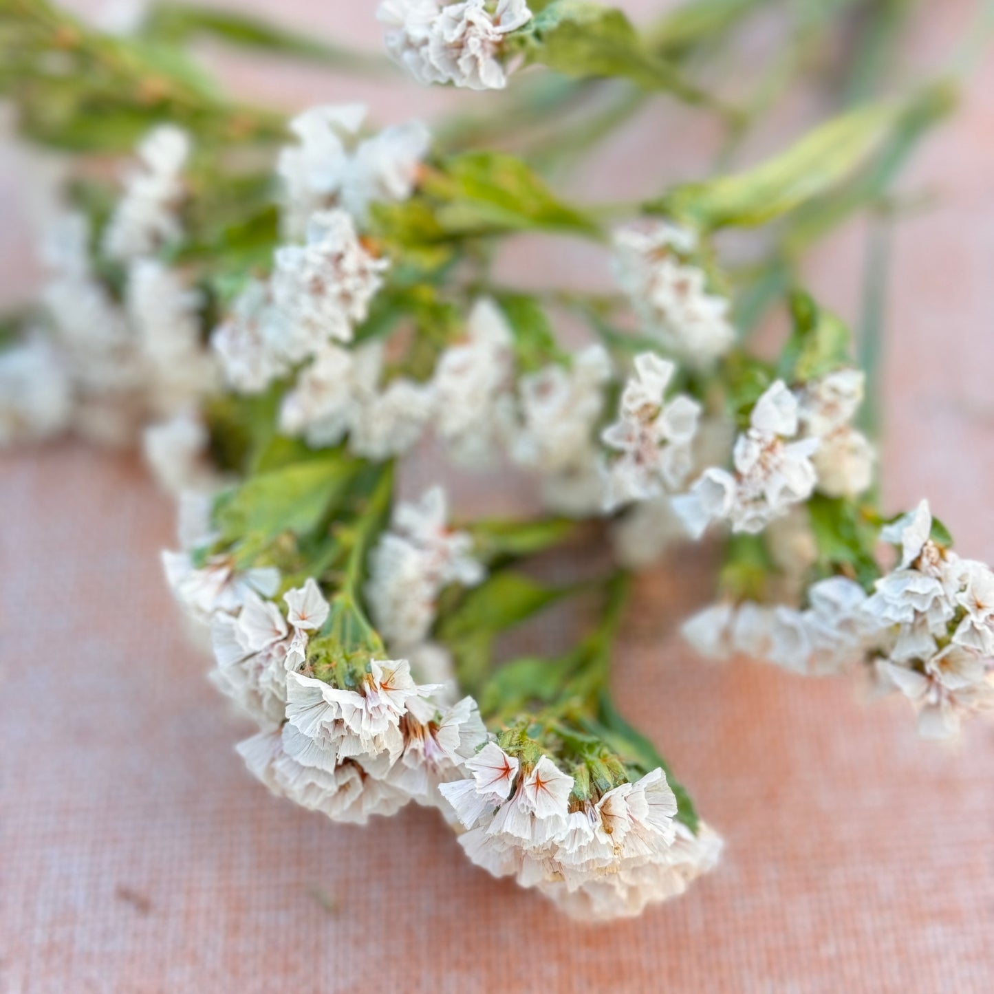 Statice Flower Seedlings