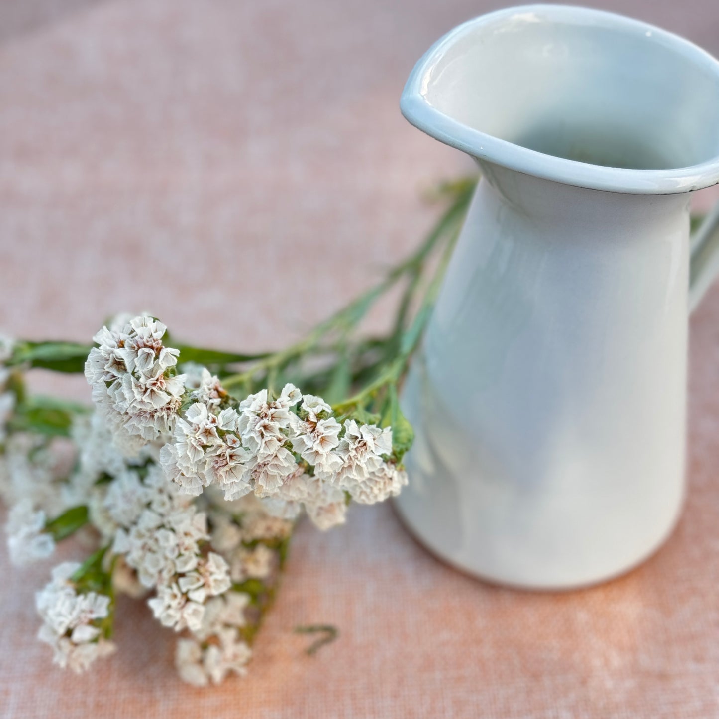 Statice Flower Seedlings