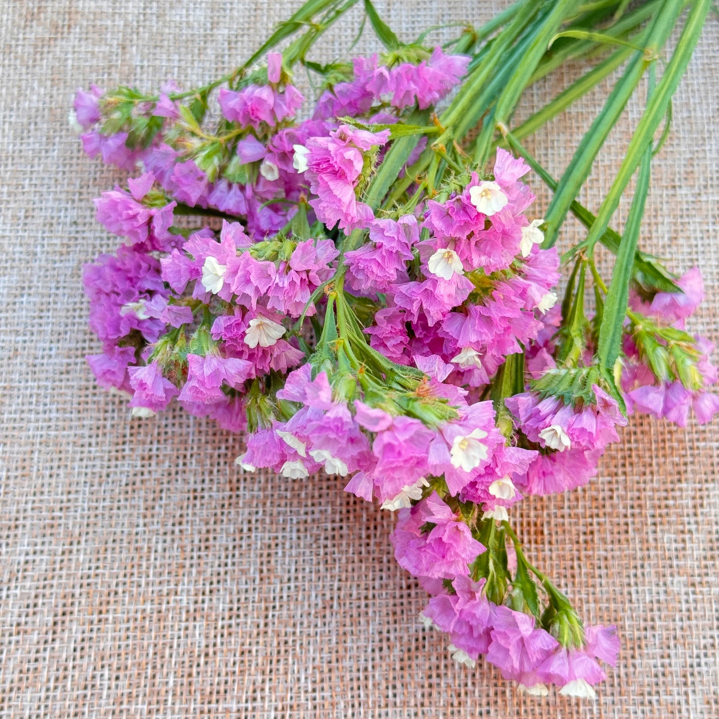 Statice Flower Seedlings