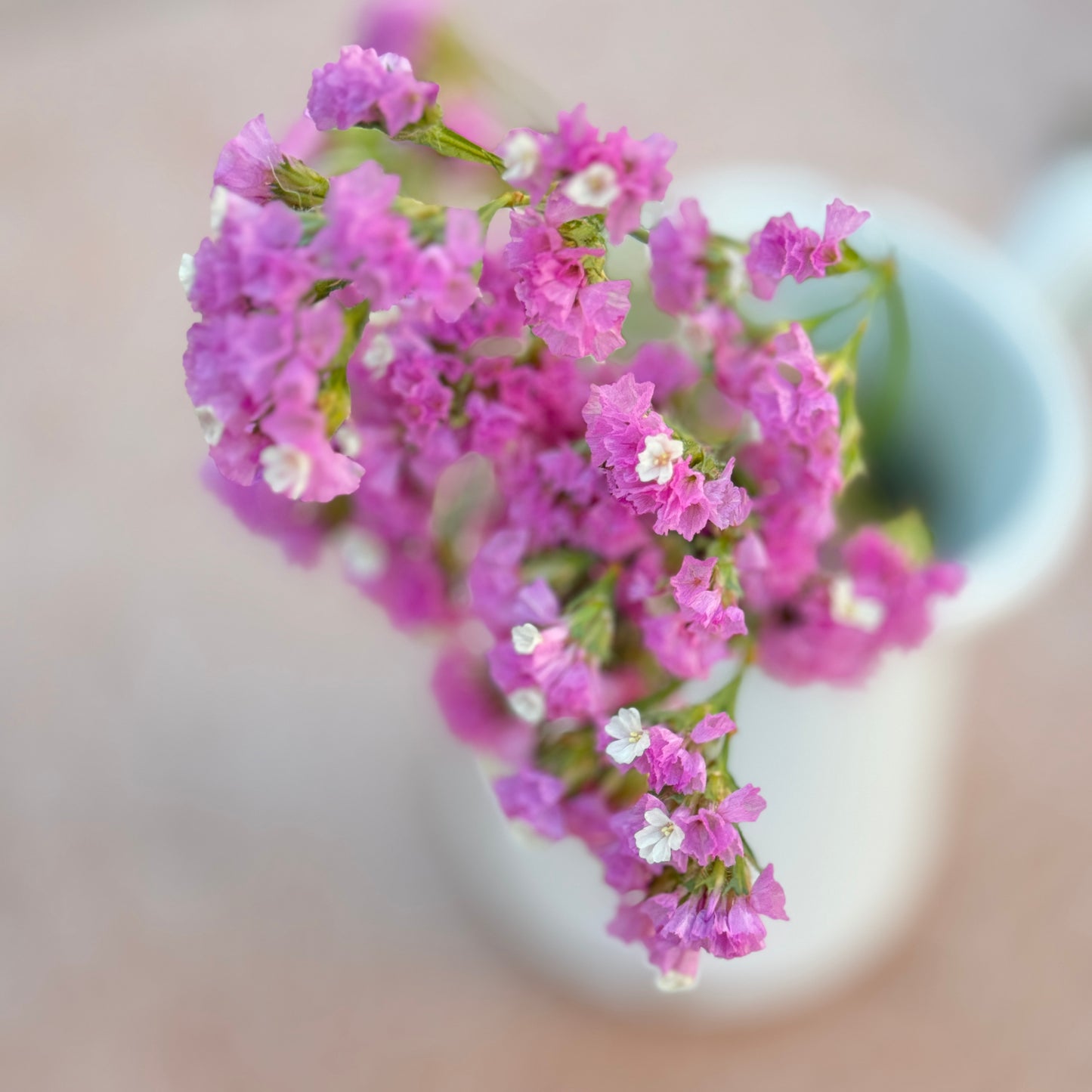 Statice Flower Seedlings
