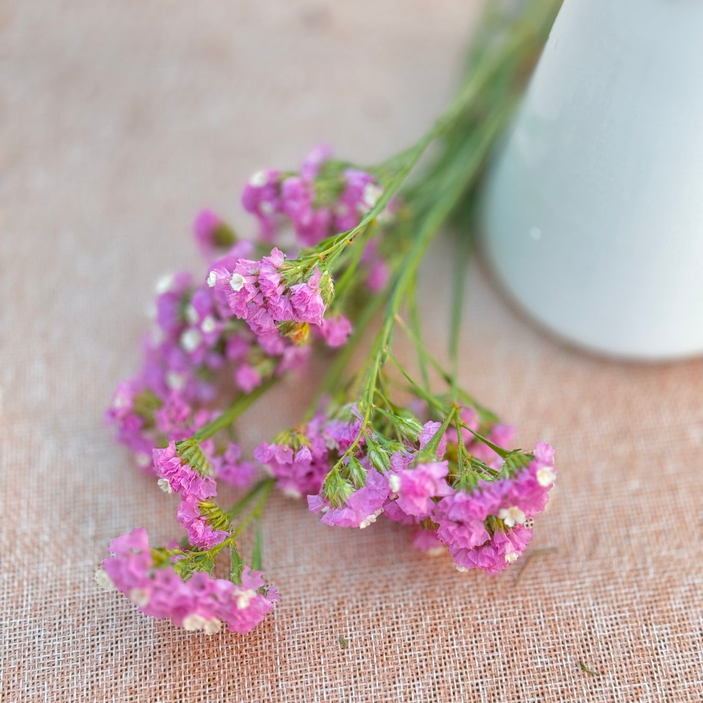 Statice Flower Seedlings