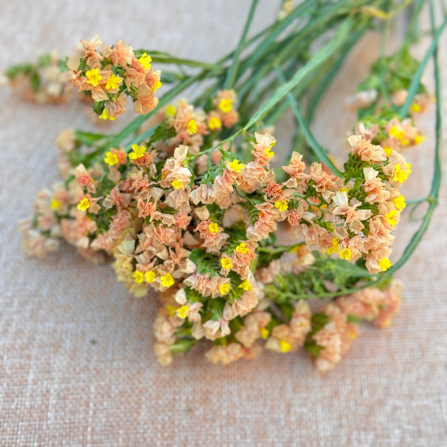 Statice Flower Seedlings
