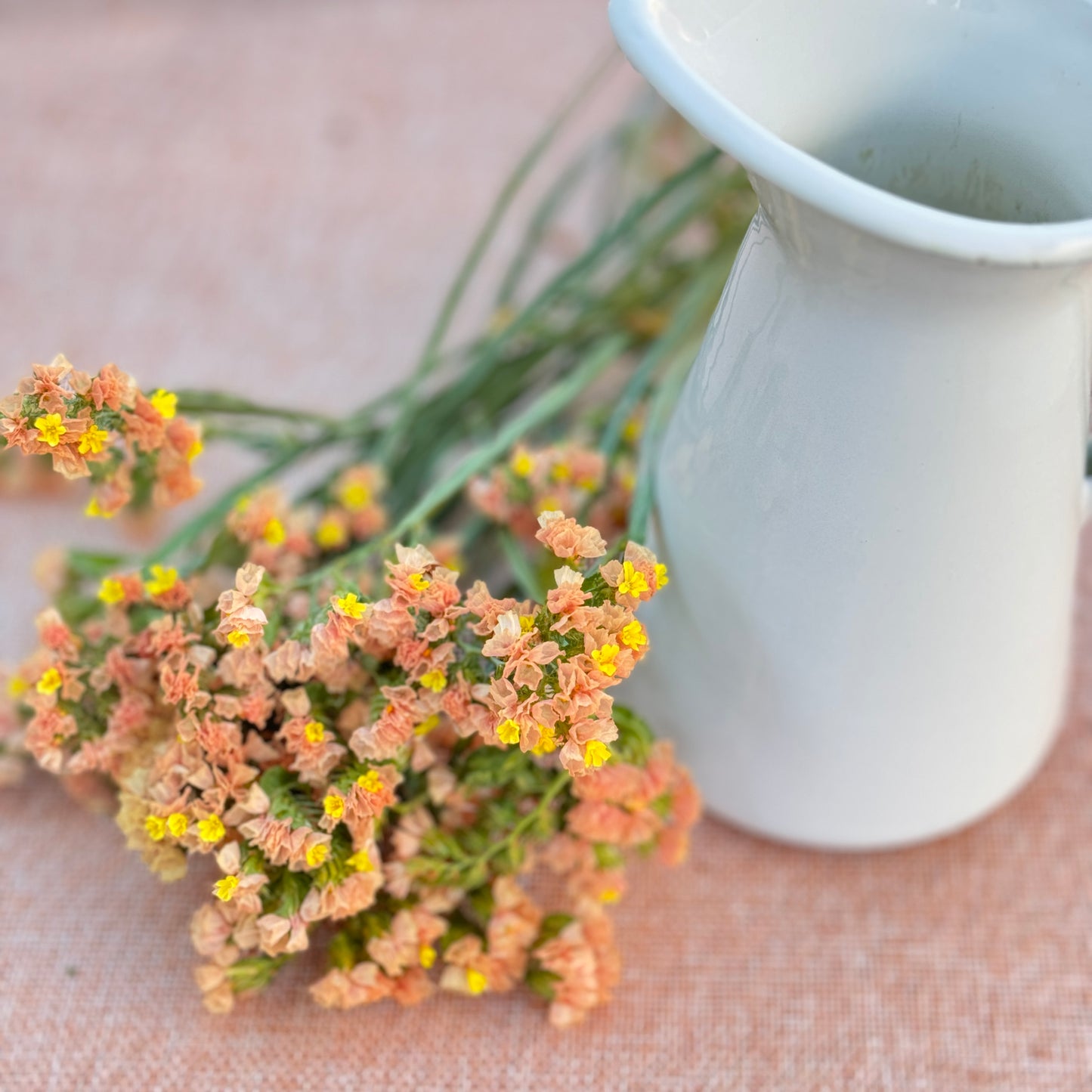 Statice Flower Seedlings