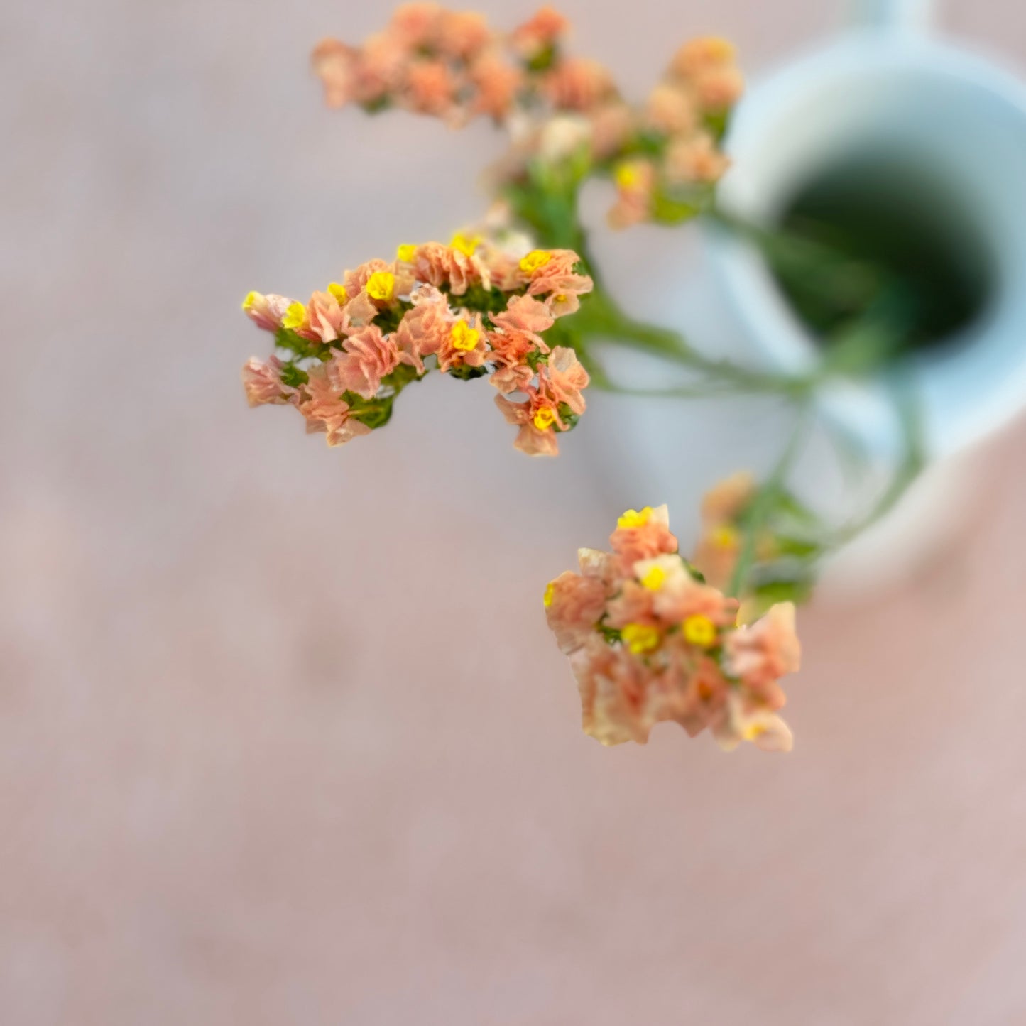 Statice Flower Seedlings