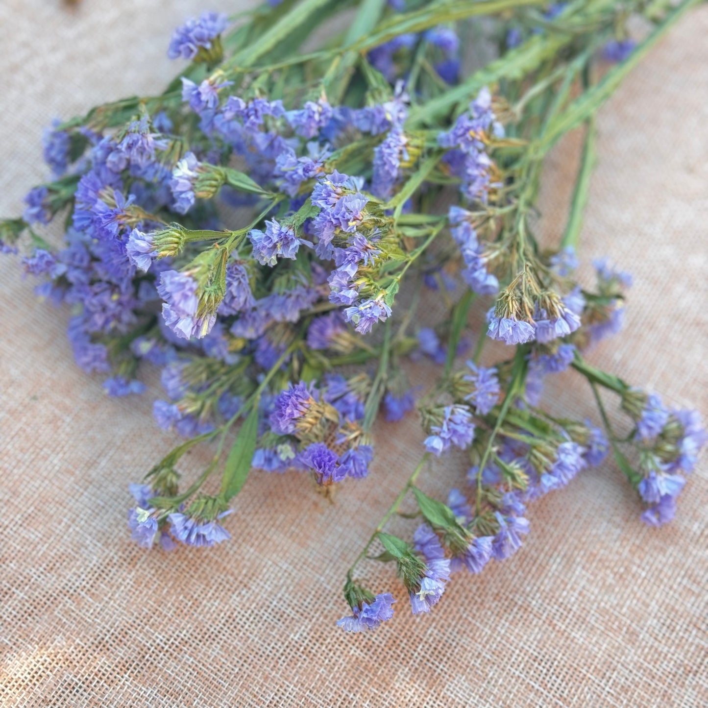 Statice Flower Seedlings