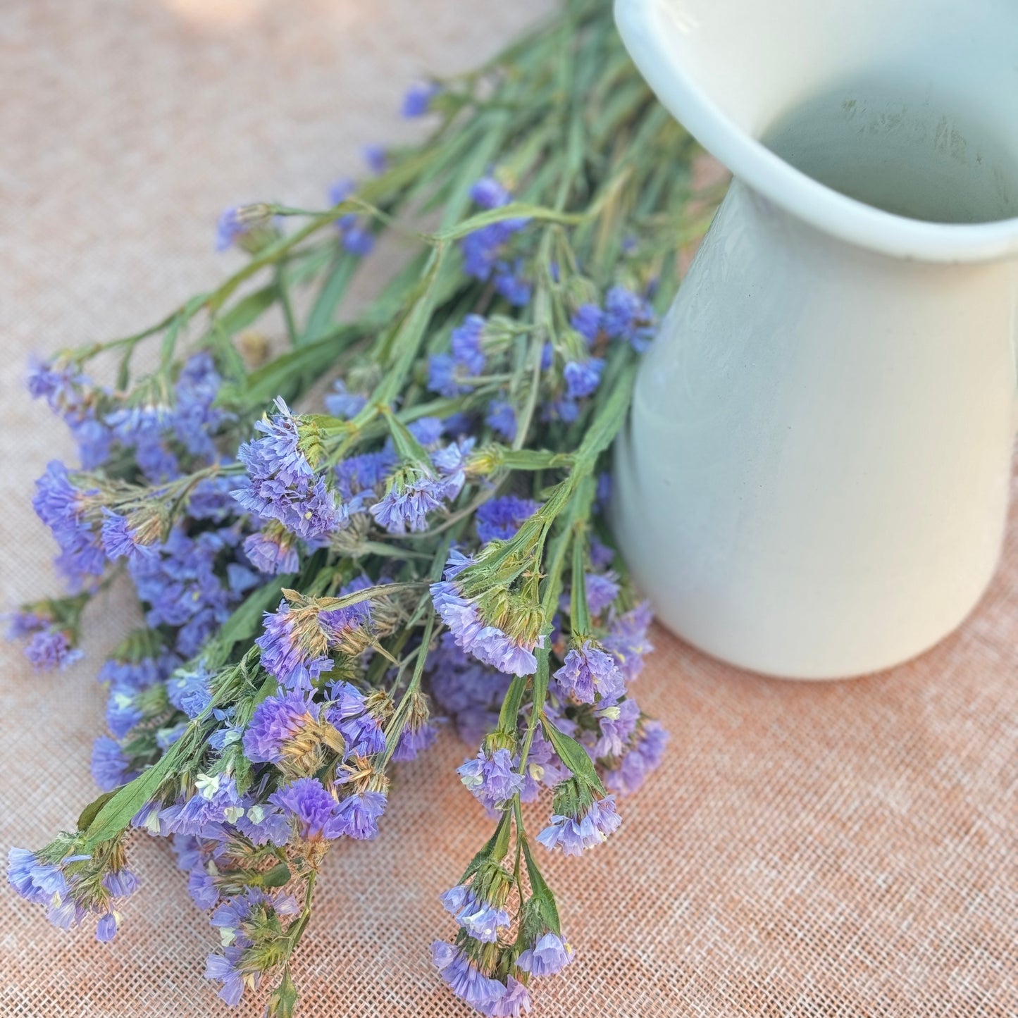 Statice Flower Seedlings