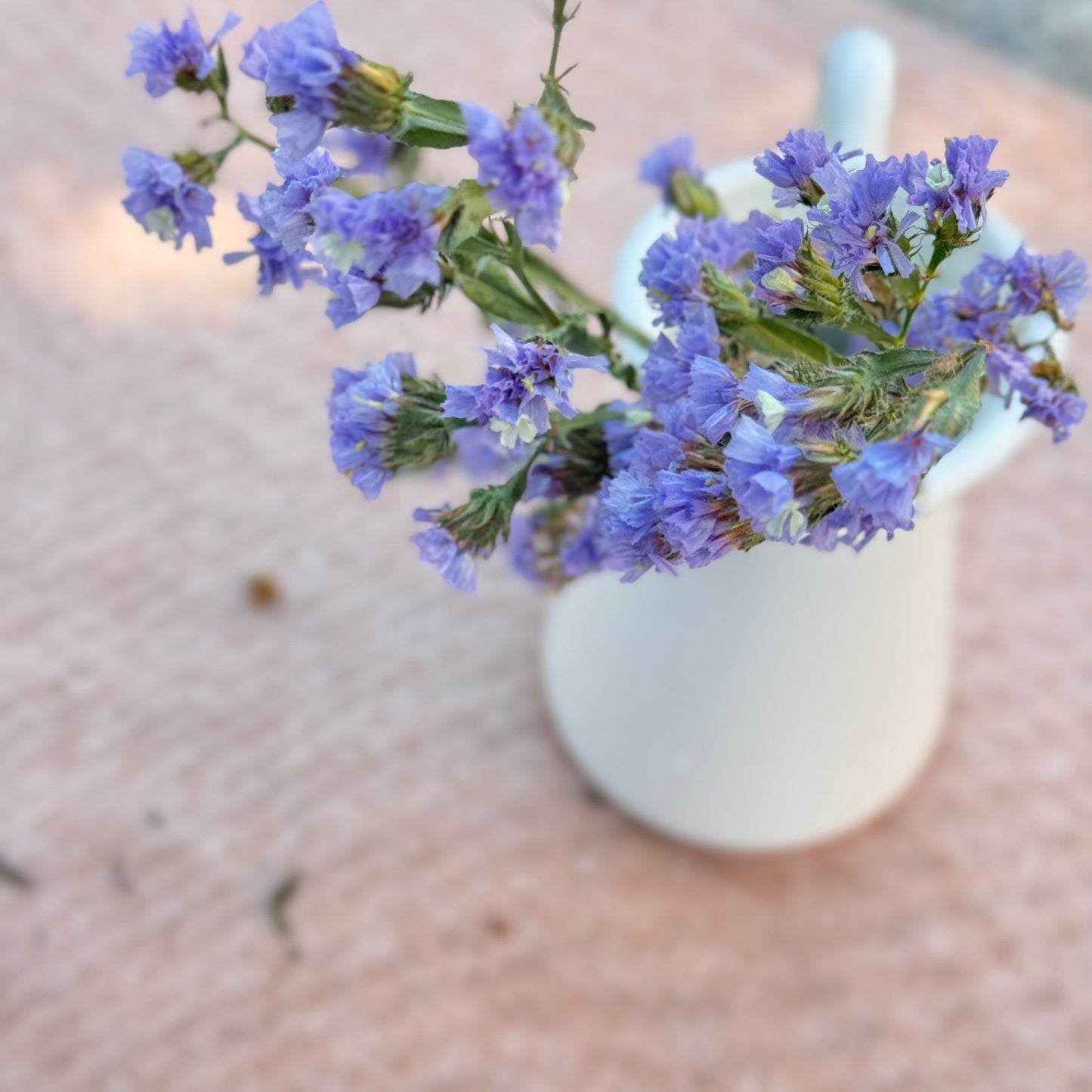 Statice Flower Seedlings