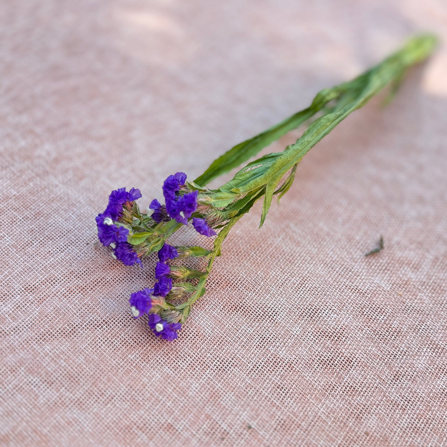 Statice Flower Seedlings