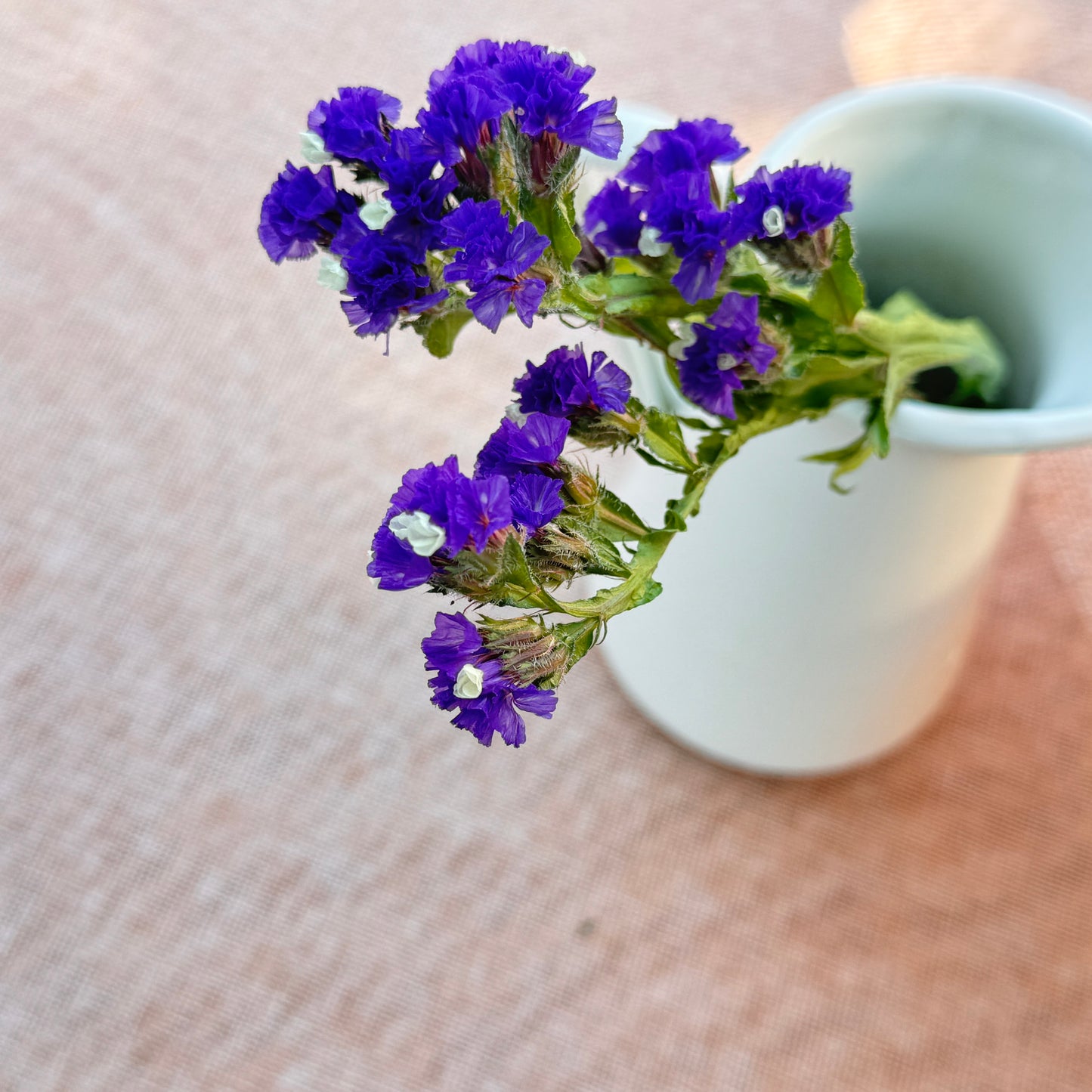 Statice Flower Seedlings