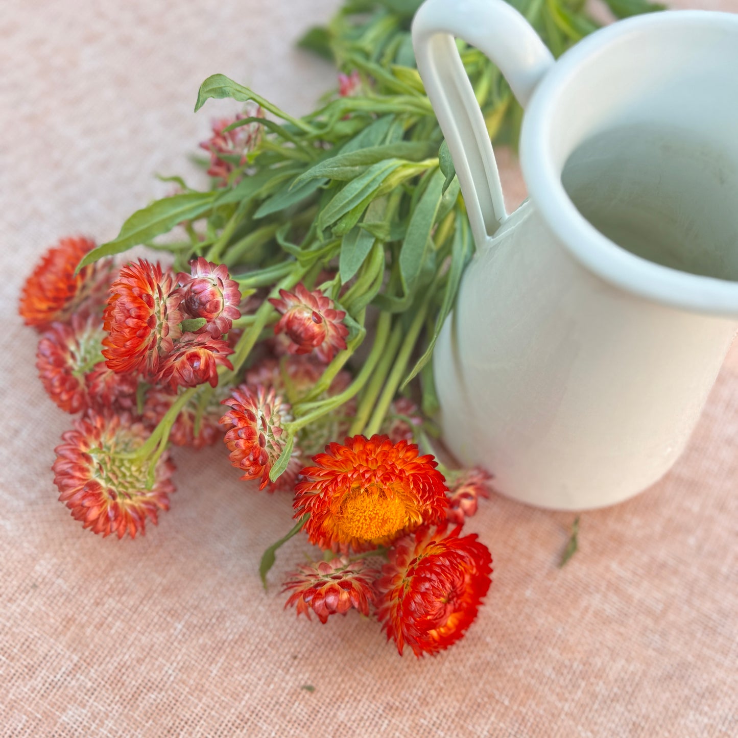Strawflower Seedlings