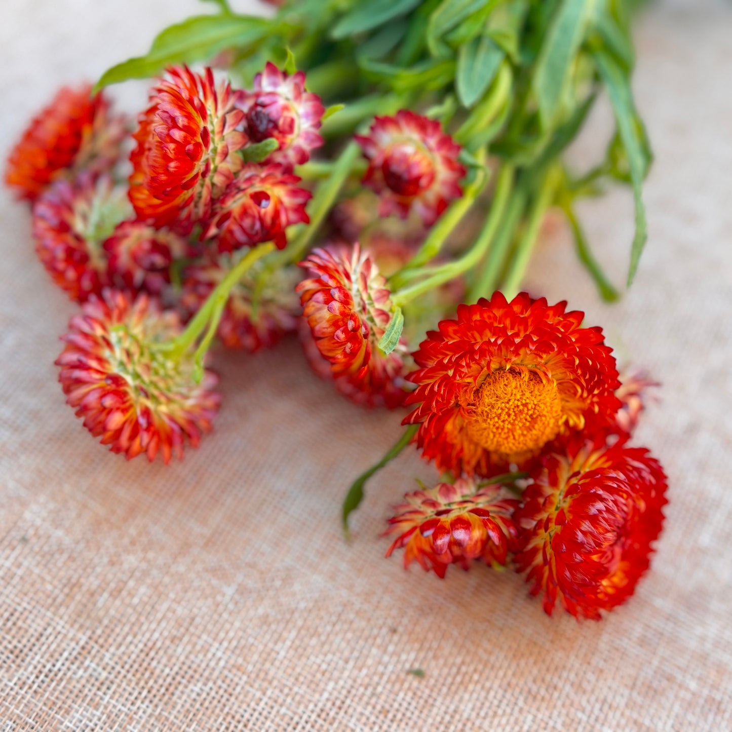 Strawflower Seedlings