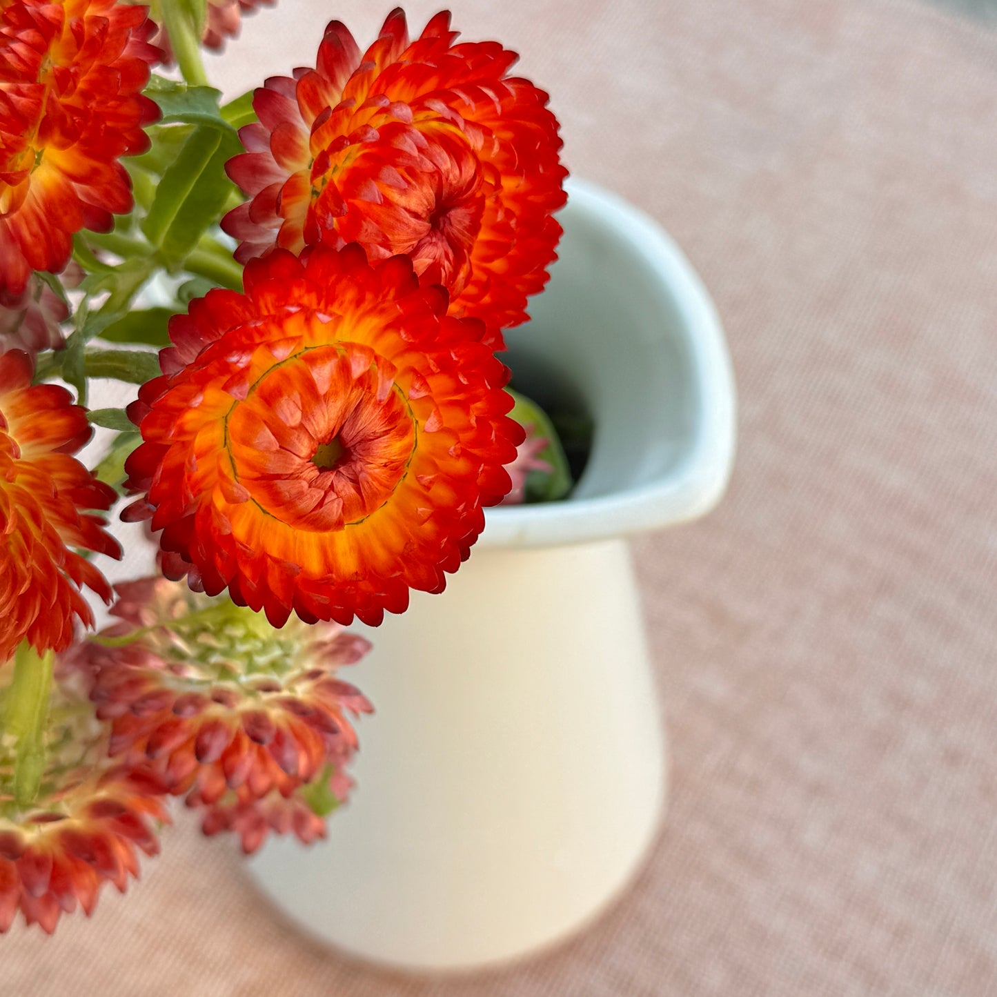 Strawflower Seedlings
