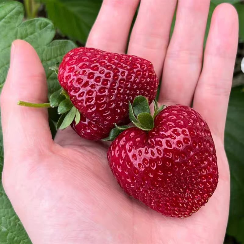 Strawberry Plant – Berry Bliss Farm