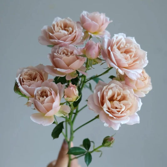 Own-Root Rose Collections -- Part 1