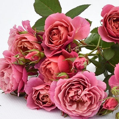 Own-Root Rose Collections -- Part 1