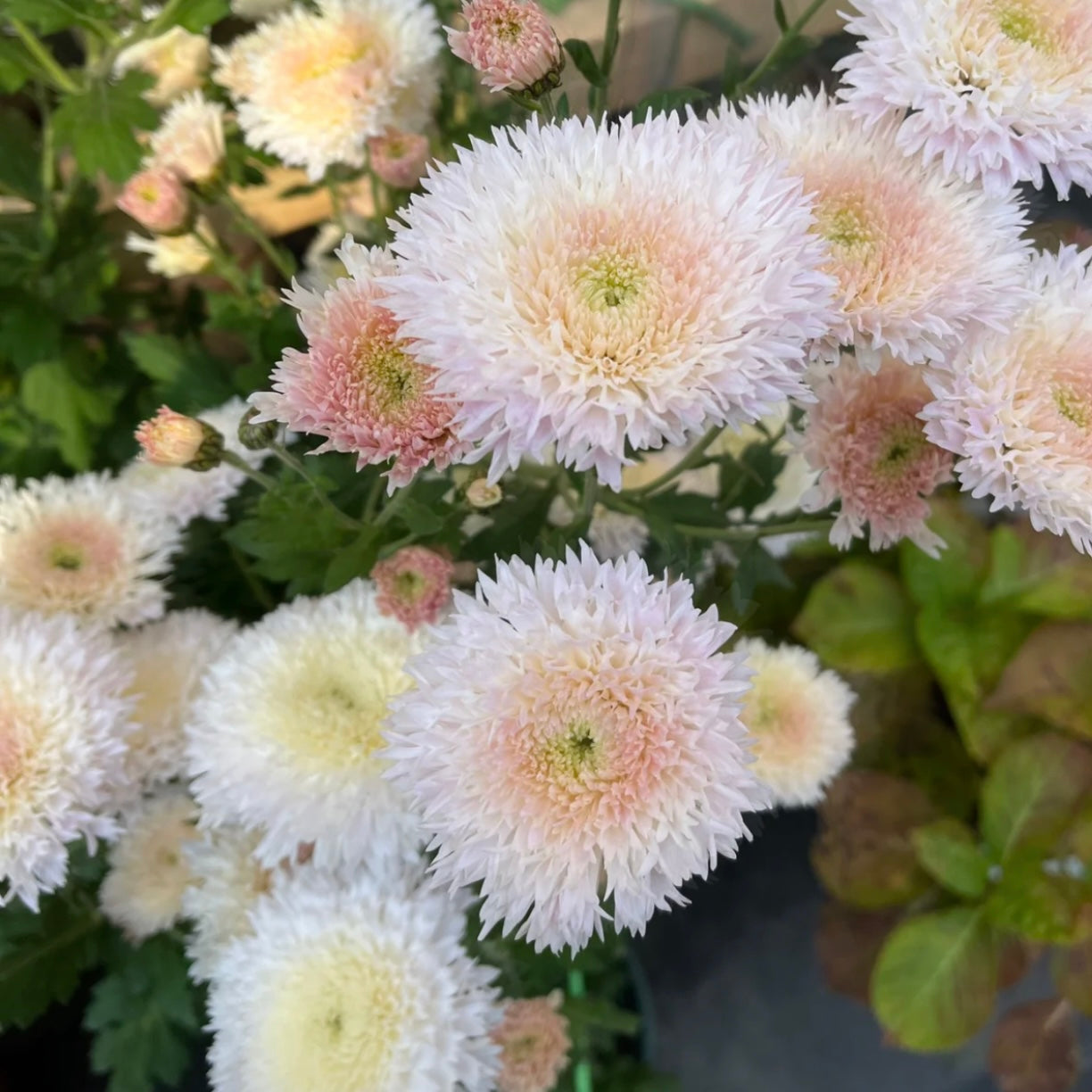 Small Mum Collections