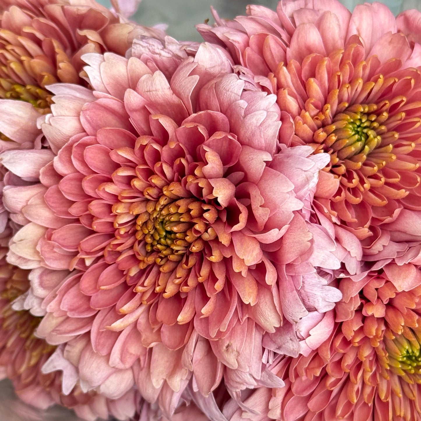 Small Mum Collections