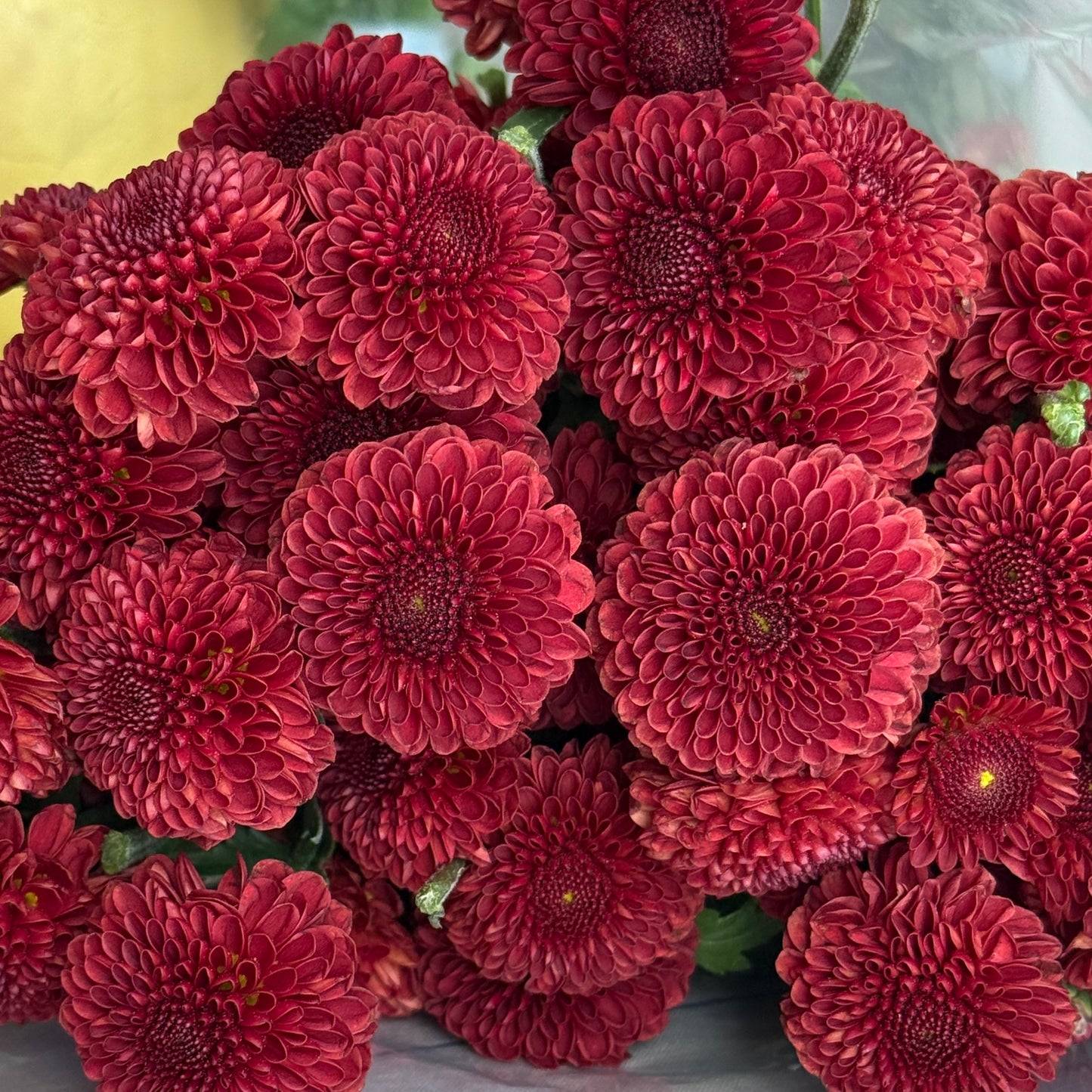 Small Mum Collections