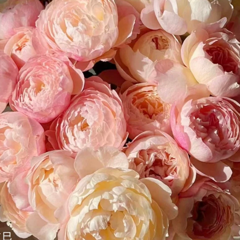Rose Collections