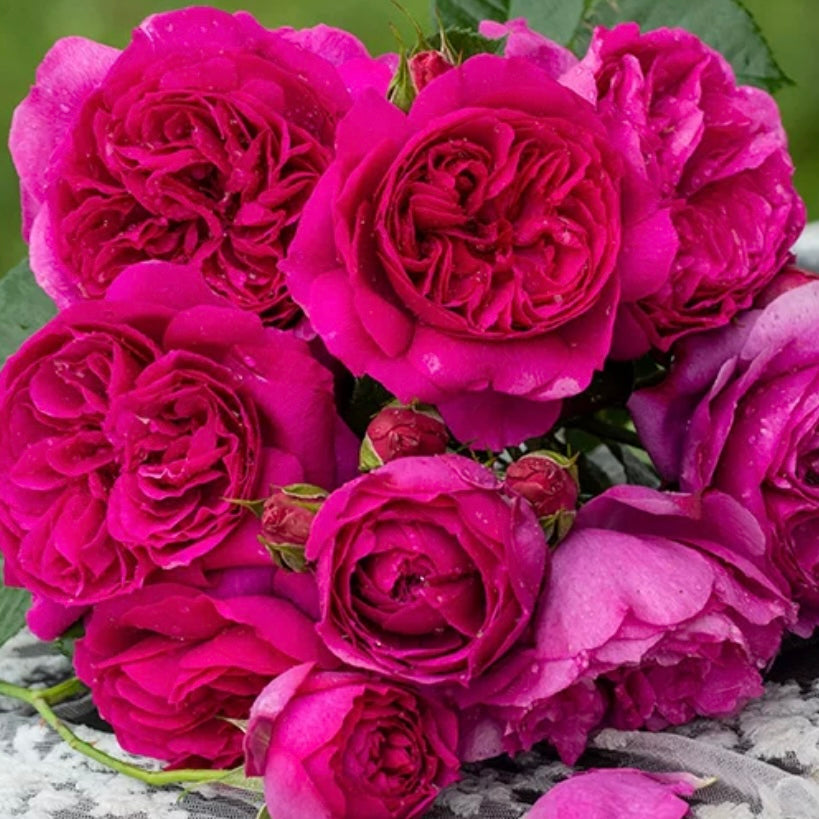 Rose Collections