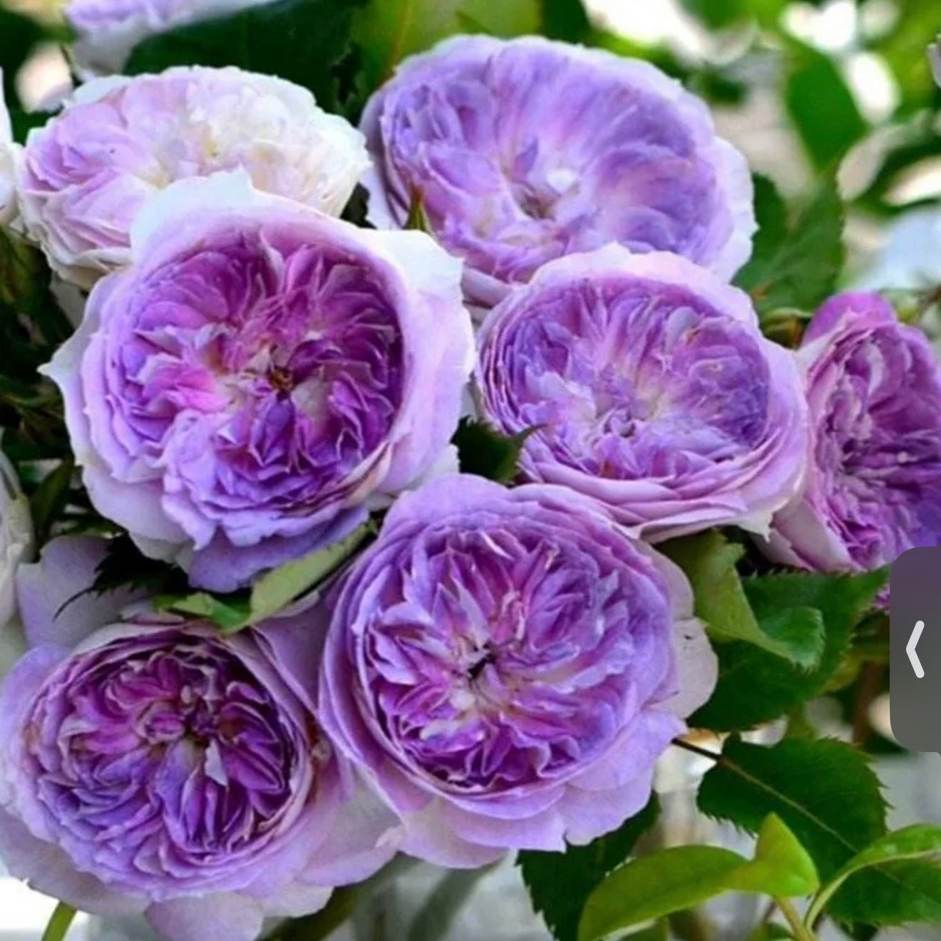 Own-Root Rose Collections -- Part 2