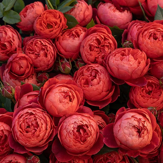 Rose Collections -- 天狼月季Lang