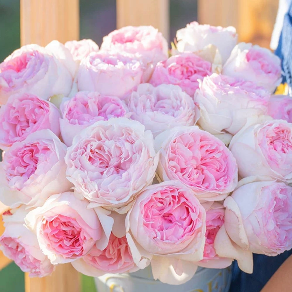 Own-Root Rose Collections -- Part 2