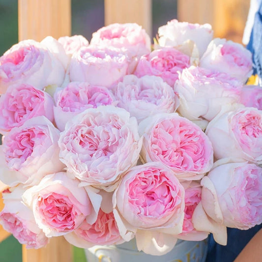Own-Root Rose Collections -- Part 2