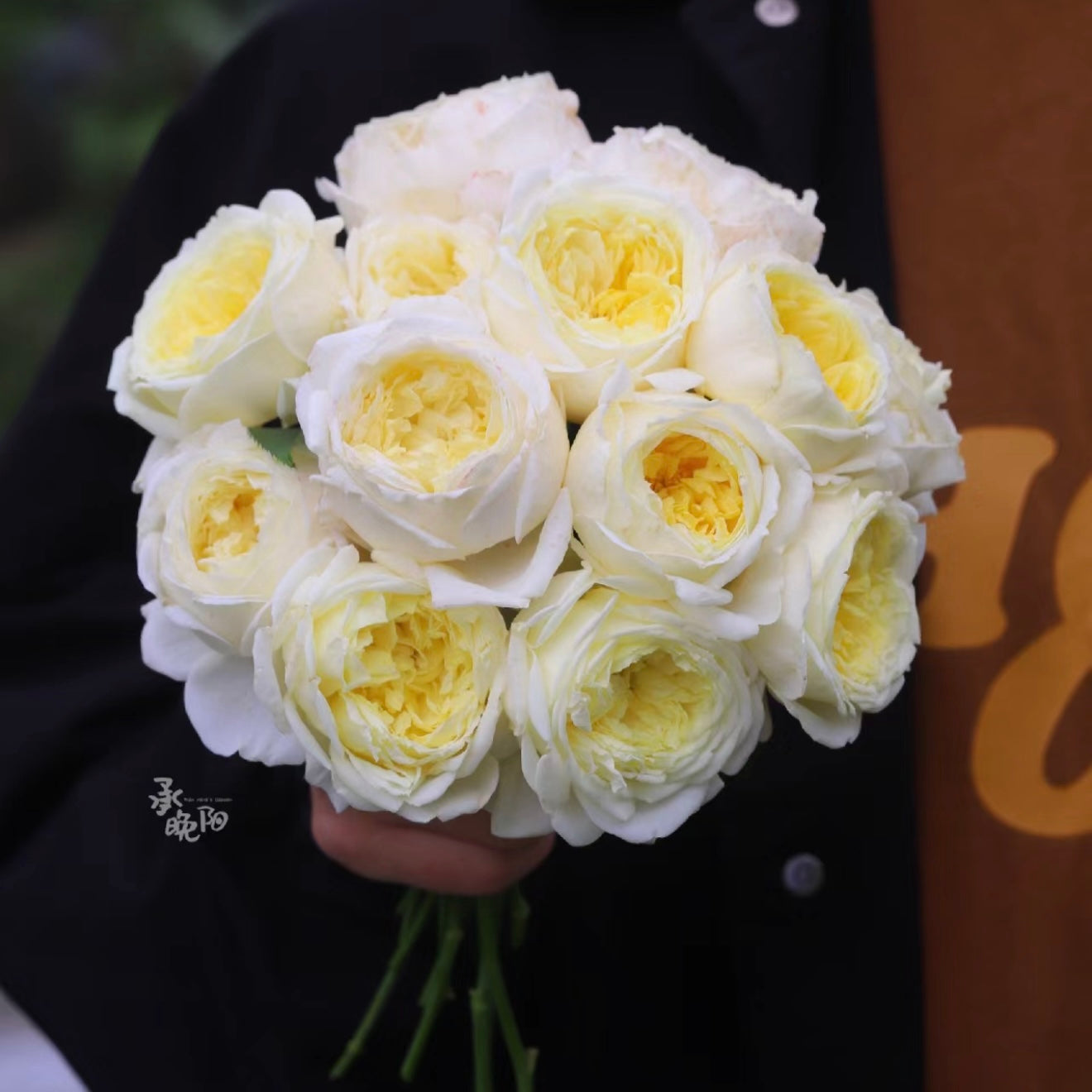 Own-Root Rose Collections -- Part 2