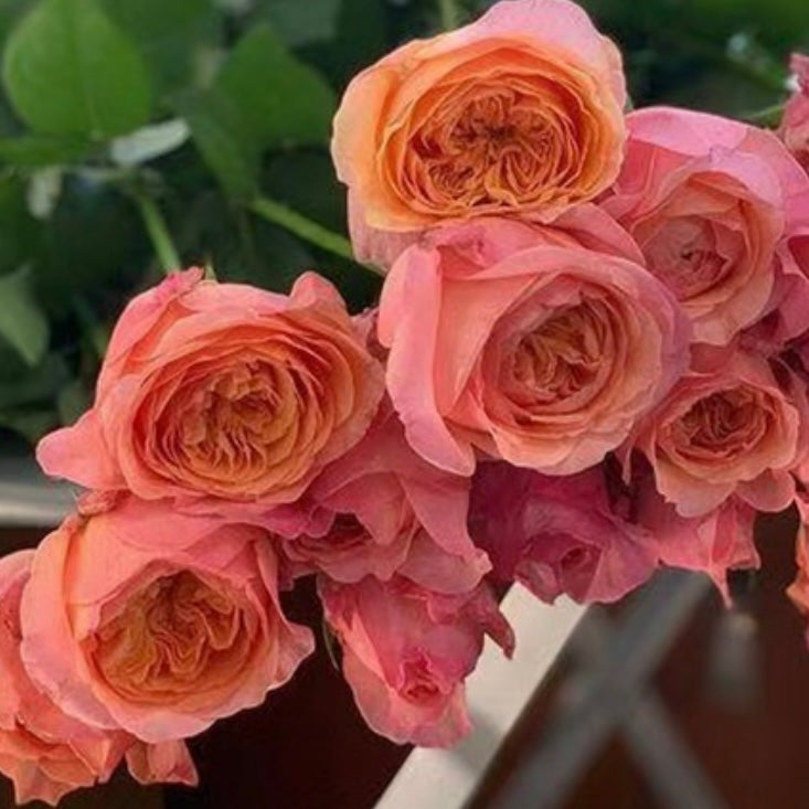 Own-Root Rose Collections -- Part 2