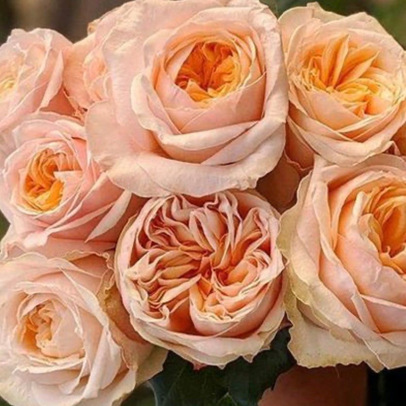 Own-Root Rose Collections -- Part 2