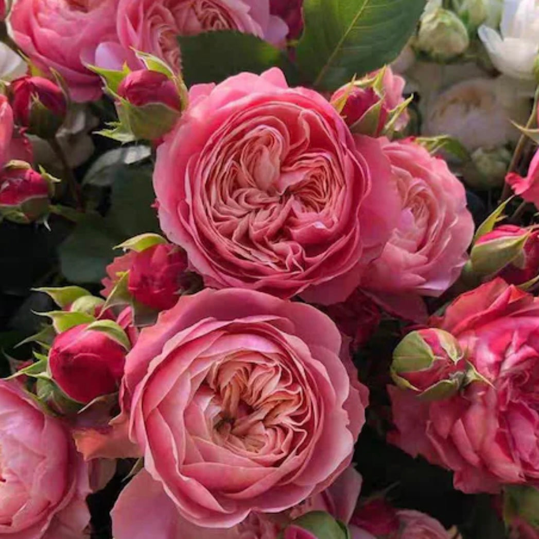 Own-Root Rose Collections -- Part 2