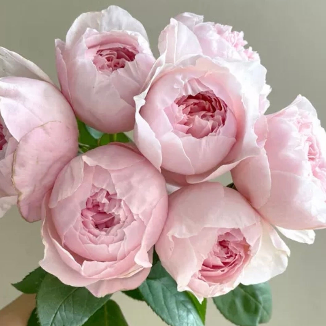 Own-Root Rose Collections -- Part 2