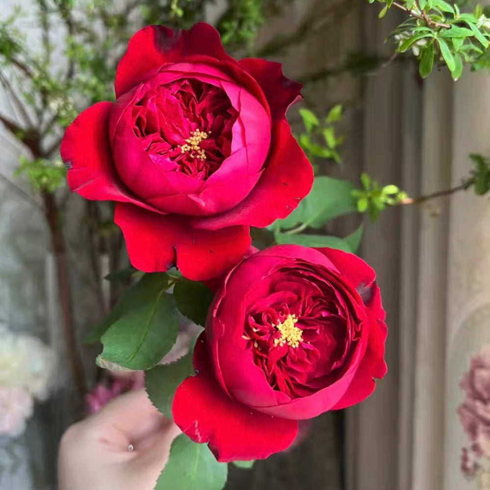 Own-Root Rose Collections -- Part 2