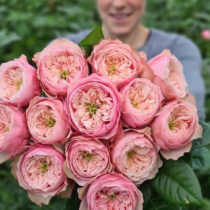 Own-Root Rose Collections -- Part 2