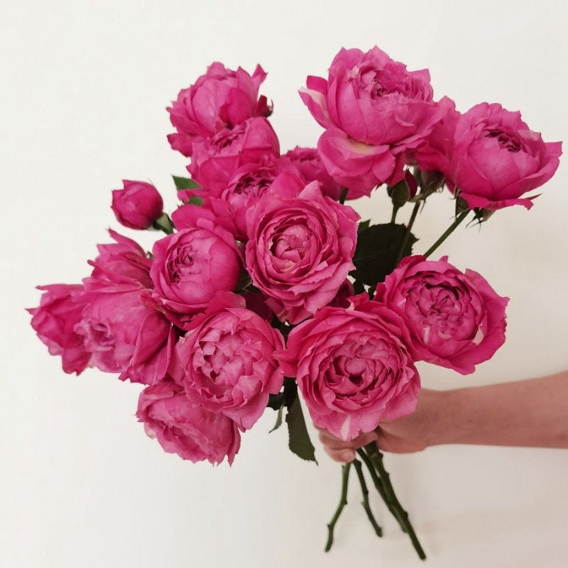 Own-Root Rose Collections -- Part 2