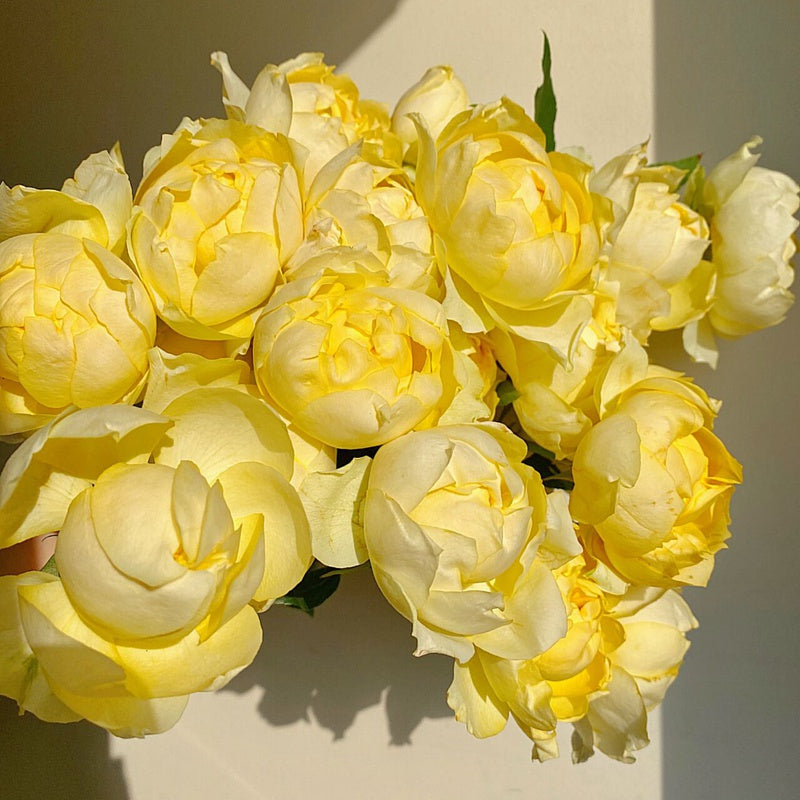 Own-Root Rose Collections -- Part 2