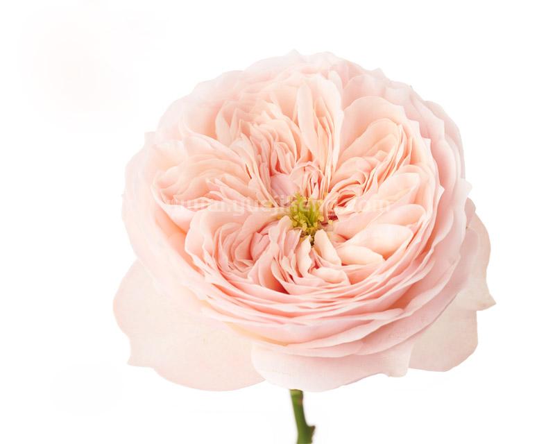 Own-Root Rose Collections -- Part 2