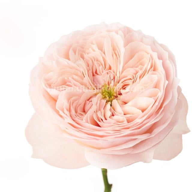 Own-Root Rose Collections -- Part 2